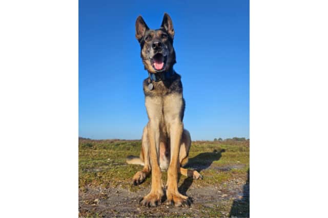 A retired police dog is being cared for by vets following emergency surgery to save his life after he fell seriously ill. 
Nine-year-old German Shepherd Tomi was rushed to emergency vets on Monday morning (15th June) and is being supported by Thin Blue Paw Foundation, a charity that supports retired police dogs with medical and rehabilitation costs.