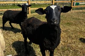 Meet the famous sheep who are looking for a new home after ending up at the Stubbington Ark. 