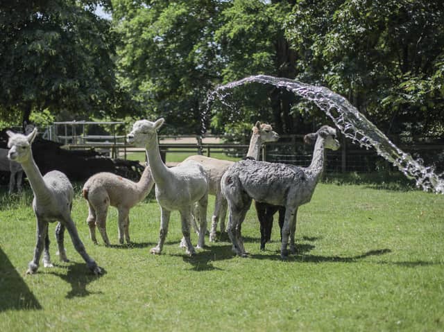 Animals keeping cool in the heatwave at Staunton farm, Havant on Wednesday 24th June 2026