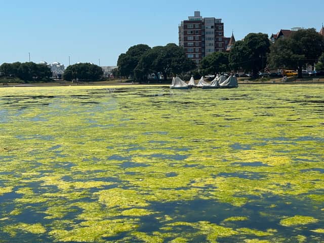 Canoe Lake was covered in algae blooms in June