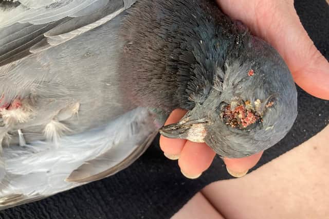 One of the pigeons killed by children at South Parade Pier on June 26, 2026