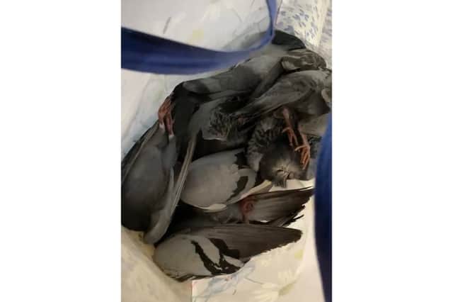 The dead birds that were taken to a vet to be examined - pigeons were killed by children at South Parade Pier on June 26, 2026
