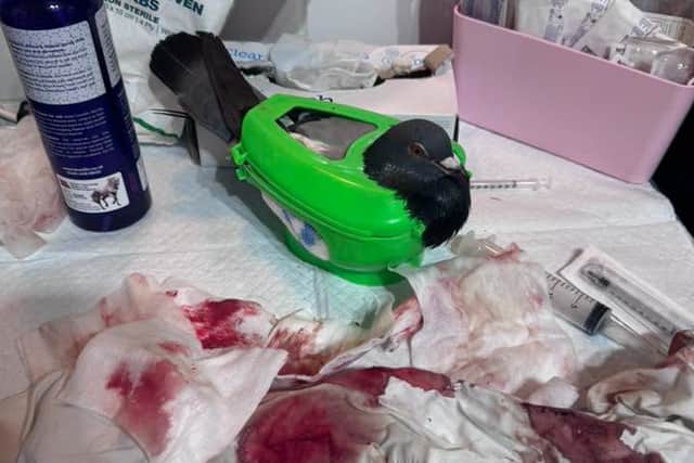 One of the pigeons attacked at South Parade Pier in Southsea that is being cared for by Wild Hearts   Rescue and Rehabilitation centre in Emsworth