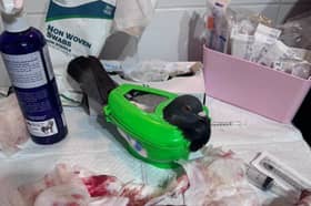 One of the pigeons attacked at South Parade Pier in Southsea that is being cared for by Wild Hearts   Rescue and Rehabilitation centre in Emsworth  
