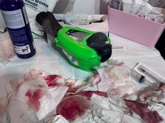 One of the pigeons attacked at South Parade Pier in Southsea that is being cared for by Wild Hearts   Rescue and Rehabilitation centre in Emsworth  