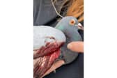 A pigeon that was attacked under South Parade Pier in Portsmouth, on Friday, June 26