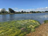 Dead fish have been found at Stoke Lake in Gosport with the Environment Agency believing it's down to a lack of oxygen due to the hot weather.