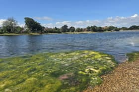 Dead fish have been found at Stoke Lake in Gosport with the Environment Agency believing it's down to a lack of oxygen due to the hot weather.