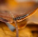 EMBARGOED TO 0001 THURSDAY JULY 2

Undated handout photo issued by South Downs National Park Authority (SDNPA) of glow-worm larvae which have been reintroduced to South Downs National Park. Glow-worms have been introduced to a new site to benefit from dark skies. 
