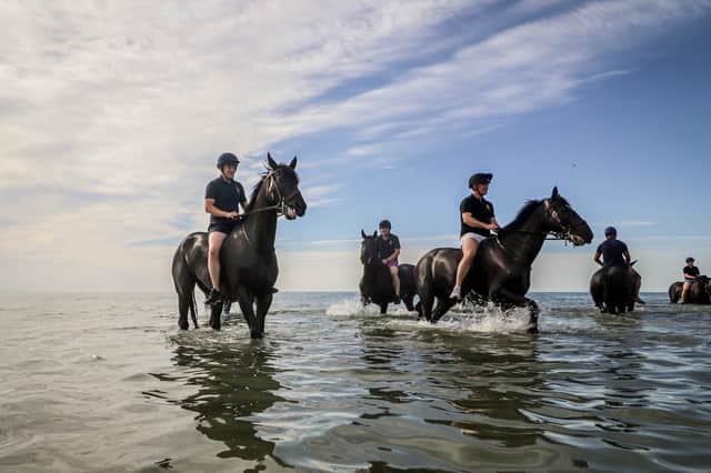 Many of the horses in the Household Cavalry Mounted Regiment training drills were new and had not seen the sea before.