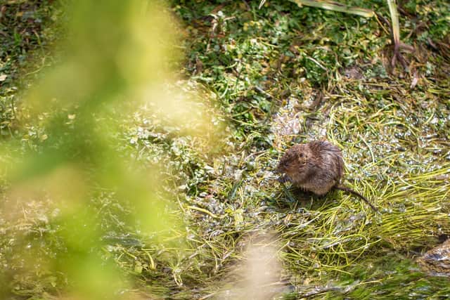 Water vole on the River Meon. Picture Andy Reeves
