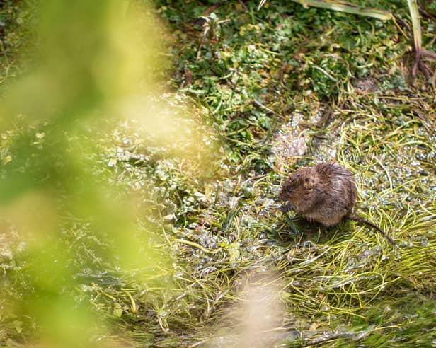 Water vole on the River Meon. Picture Andy Reeves
