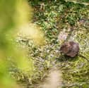 Water vole on the River Meon. Picture Andy Reeves