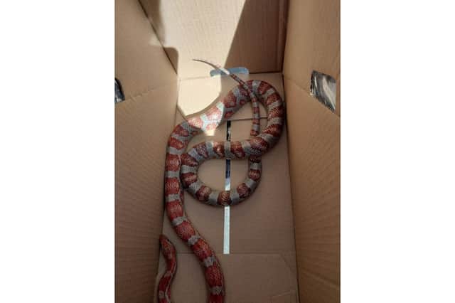 Police are now looking to return the corn snake to its owner.