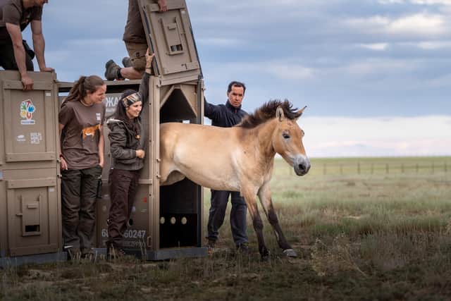 Two Endangered horses from Marwell Zoo have been returned to the wild.
Pictured: Endangered Przewalski’s horses.