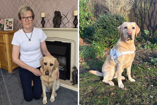 Sue Taylor with her Labrador guide dog, Haven.