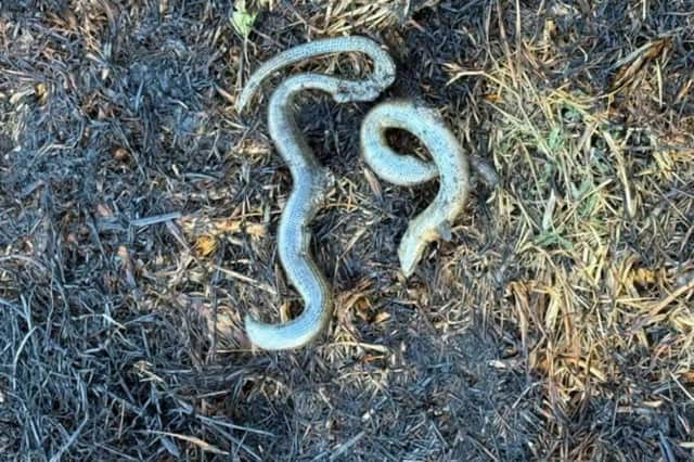 Slow worms on the fire damaged ground.