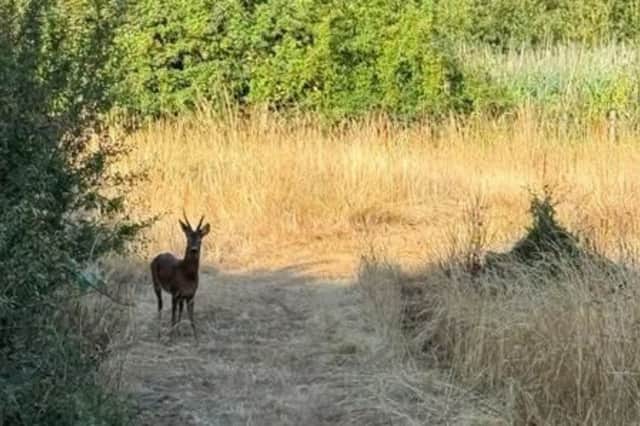 A deer spotted near the the affected area the morning after the fire.