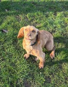 Whitney the Spaniel