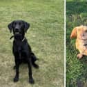 Whitney the Spaniel and Harry the Labrador