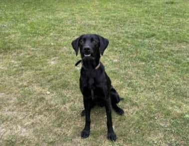   Harry the Labrador  