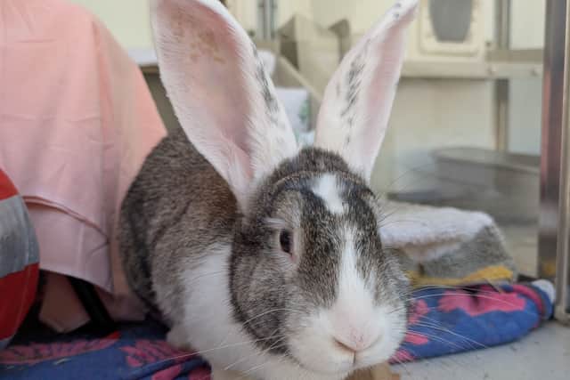 Bonnie, a Flemish giant rabbit, is looking for a new home after winding up at the RSPCA Stubbington Ark.