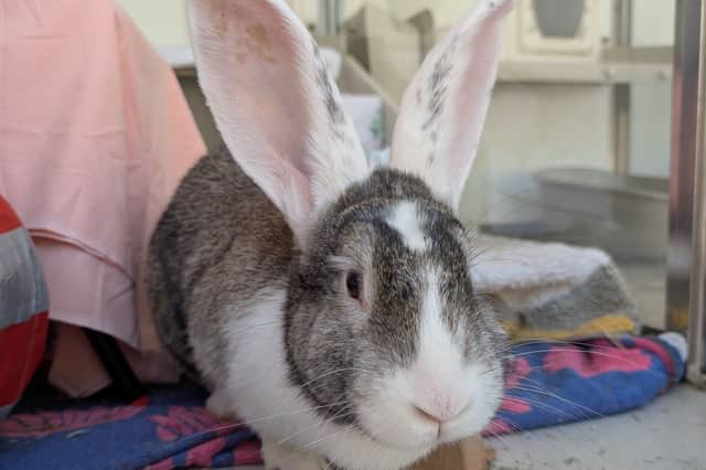 Bonnie, a Flemish giant rabbit, is looking for a new home after winding up at the RSPCA Stubbington Ark. 