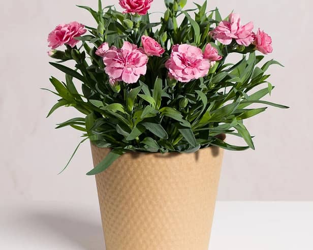 Pink Carnation Plant