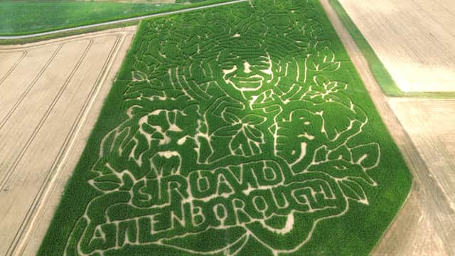 Pictured: New feature: a Portrait of David Attenborough on the field at Sam's Sunflowers
Picture: Habibur Rahman