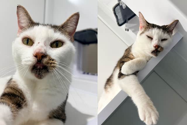 Susie the cat