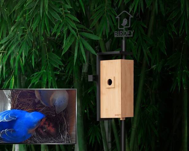 Birdfy's nestbox camera lets you watch wildlife blossom from your smartphone screen