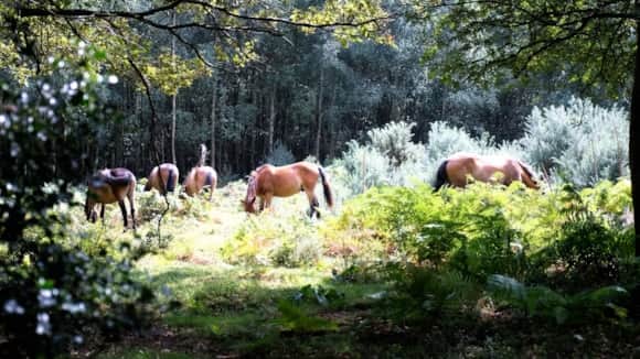 Ponies at Hindhead
Image credit: National Trust / Kat Milsom
