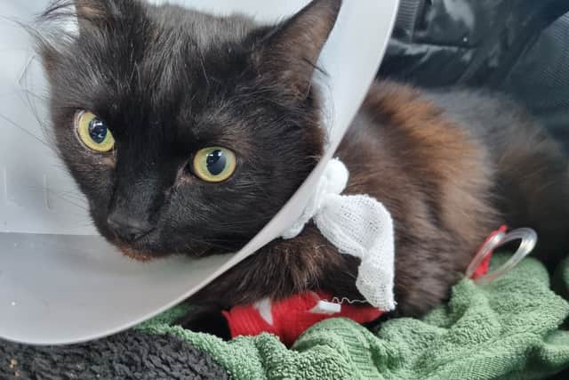 Max needs emergency surgery to have a normal life