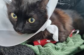 Max needs emergency surgery to have a normal life