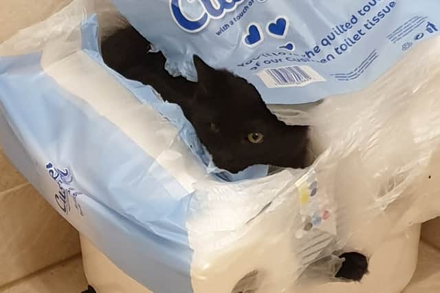 Max is a "a funny cat and isn't the most graceful"