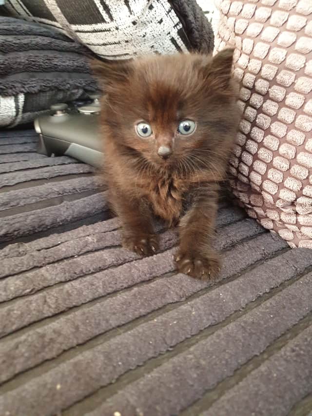 Max as a kitten