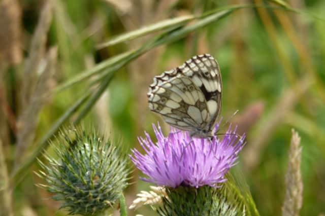 A Marbled White butterfly in the South Downs National Park