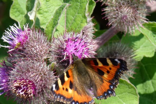 A Small Tortoiseshell butterfly in the South Downs National Park