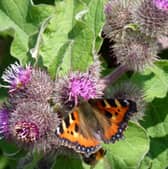 A Small Tortoiseshell butterfly in the South Downs National Park