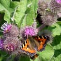 A Small Tortoiseshell butterfly in the South Downs National Park