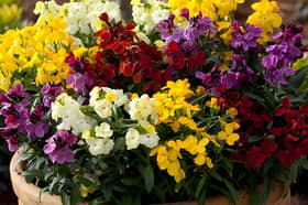 The Wallflower ‘Sugar Rush’ Mix produces colourful, highly scented blooms in shades of red, purple, yellow, gold and white, flowering in autumn before returning again in spring.