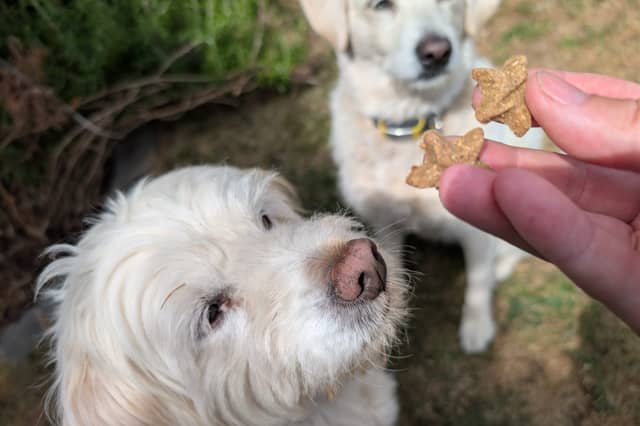 Rupert and Honey eagerly await another Forthglade treat