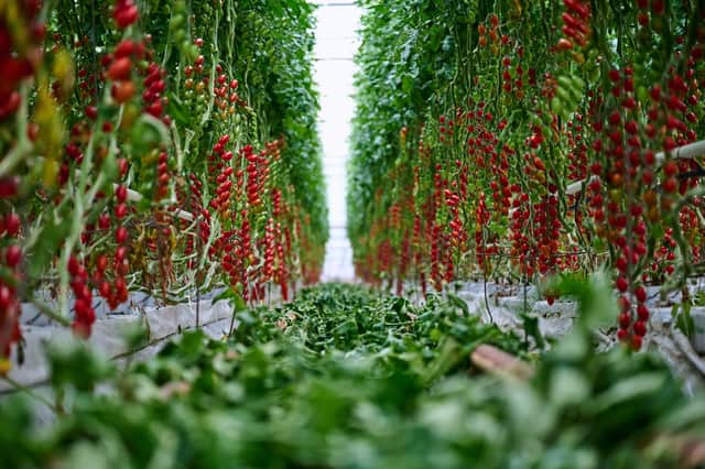 How predicting the World Cup outcome helped sell Isle of Wight tomatoes, thanks to an innovative uni collaboration