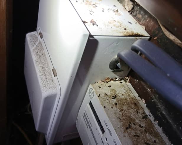 Mouse droppings found at Portsmouth restaurant 
