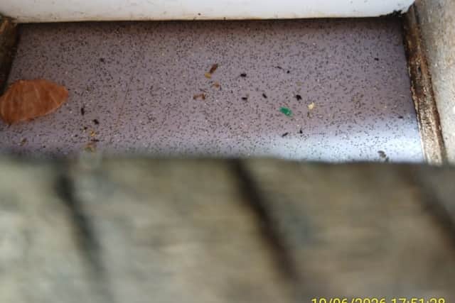 Mouse droppings were found during a hygiene inspection of Paanchi on Fratton Road in July