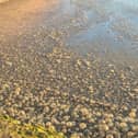 Water by the Ship Inn in Langstone on August 8, 2026