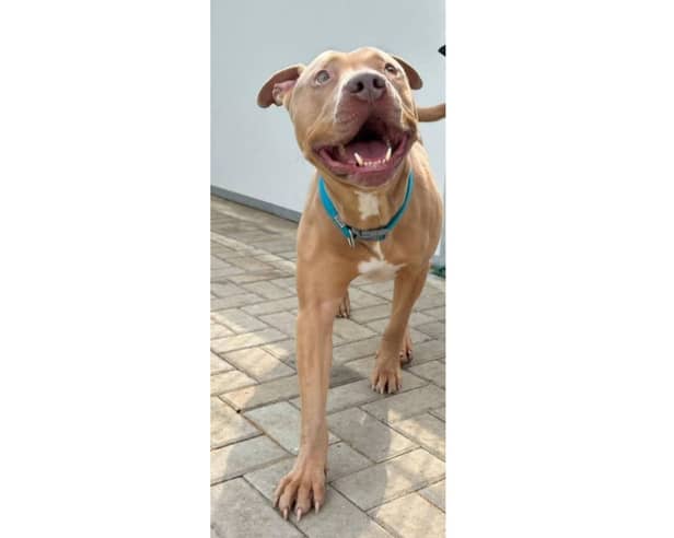Bubba the pitbull from Portsmouth will be put down on August 28 unless a new owner comes forward to apply to take him on. 