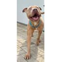 Bubba the pitbull from Portsmouth will be put down on August 28 unless a new owner comes forward to apply to take him on. 