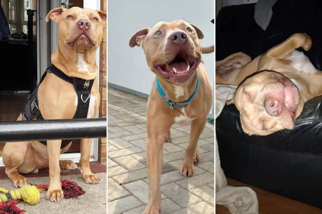 Bubba the pitbull from Portsmouth will be put down on August 28 unless a new owner comes forward to apply to take him on.