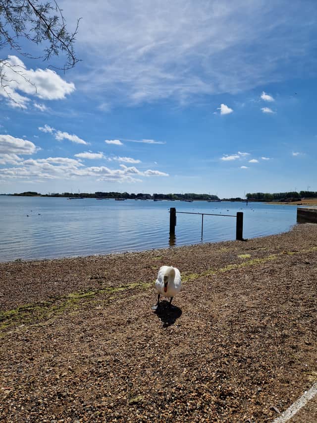 Wildlife near The Ship Inn